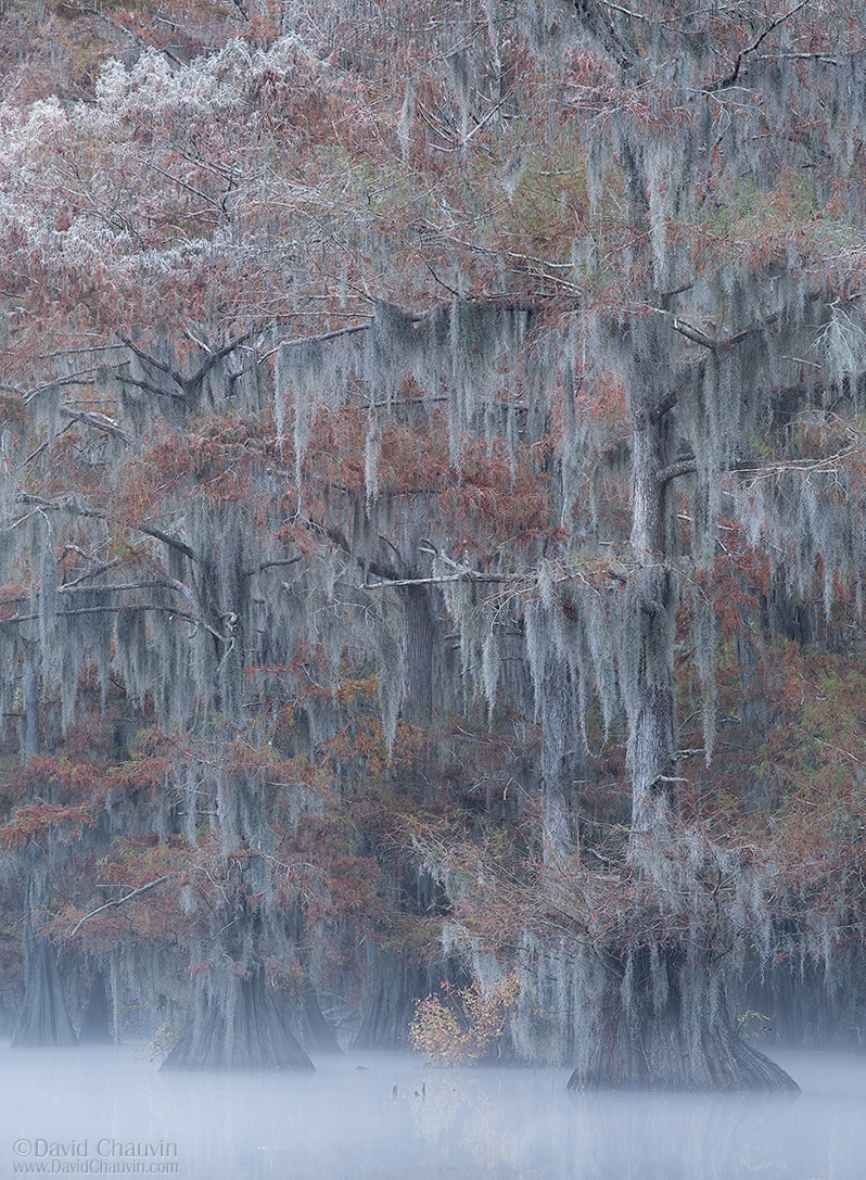 Frosty Morning