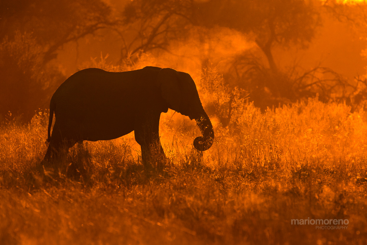 Golden Savute
