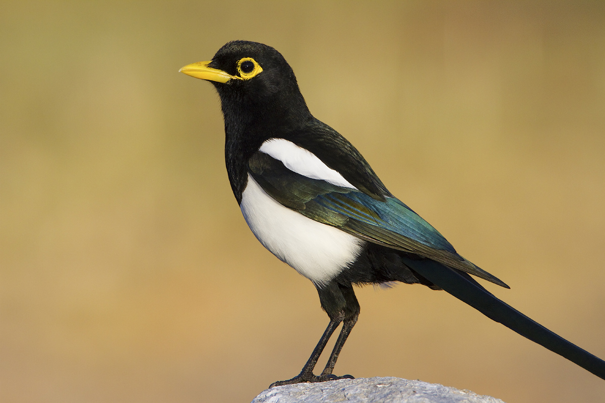 Yellow-billed Magpie