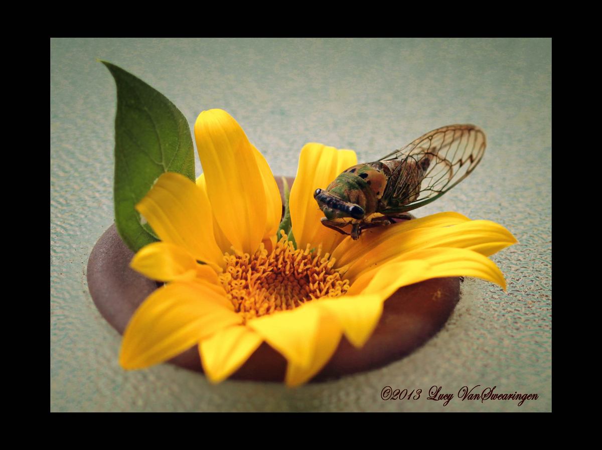 Sunny Cicada