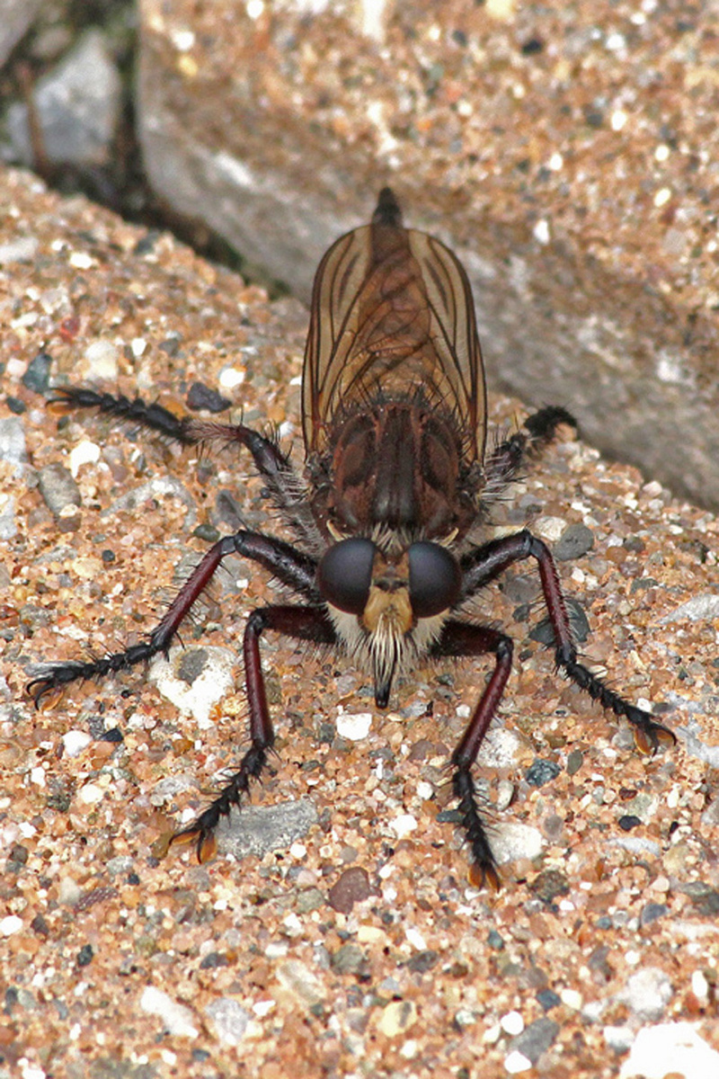 Robber Fly  WC610