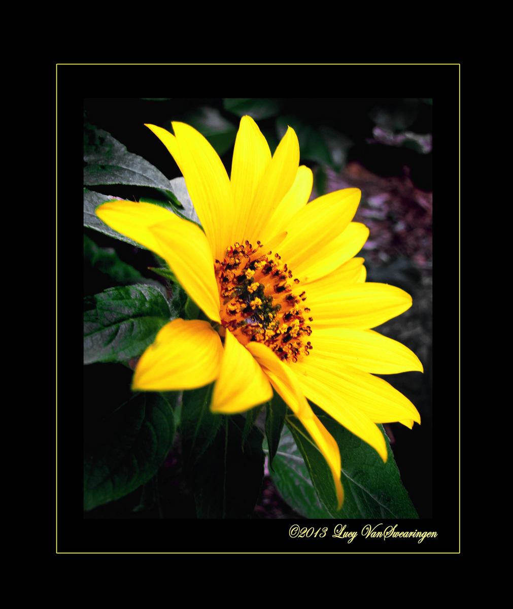 Sunflower Series #2