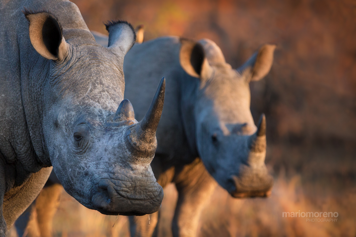 2 Rhinos
