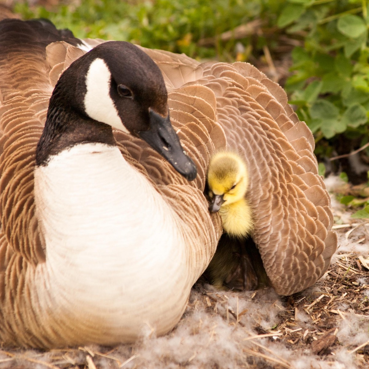 Goose and Gosling