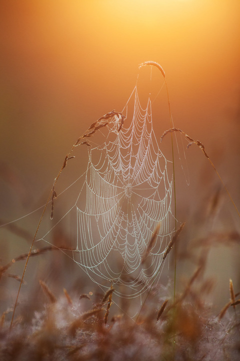 First Light