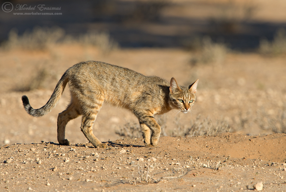 African Wild Cat