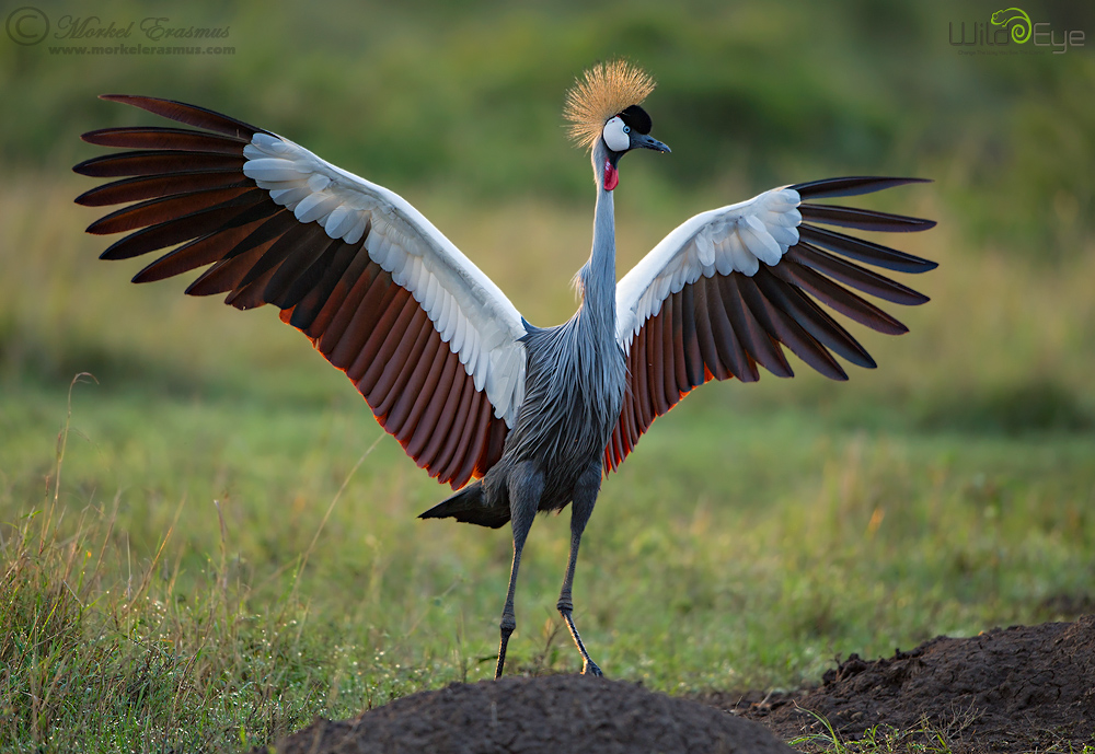 Mahem in the Mara