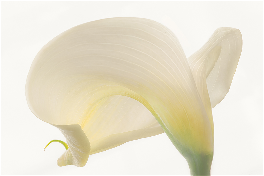 Calla, sweet Calla.