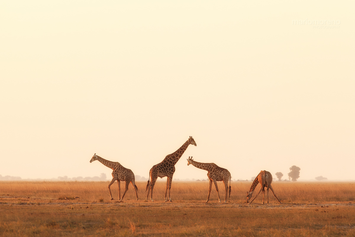 Giraffes on The Plains