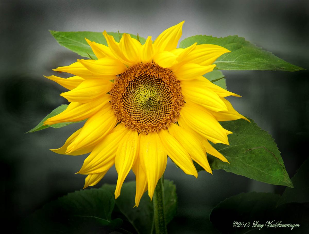 Sunflower Series #3