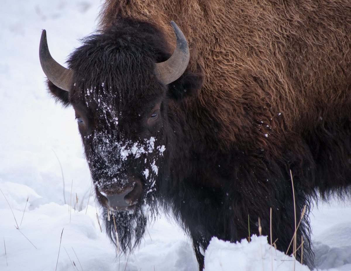 Bison in Snow/Repost