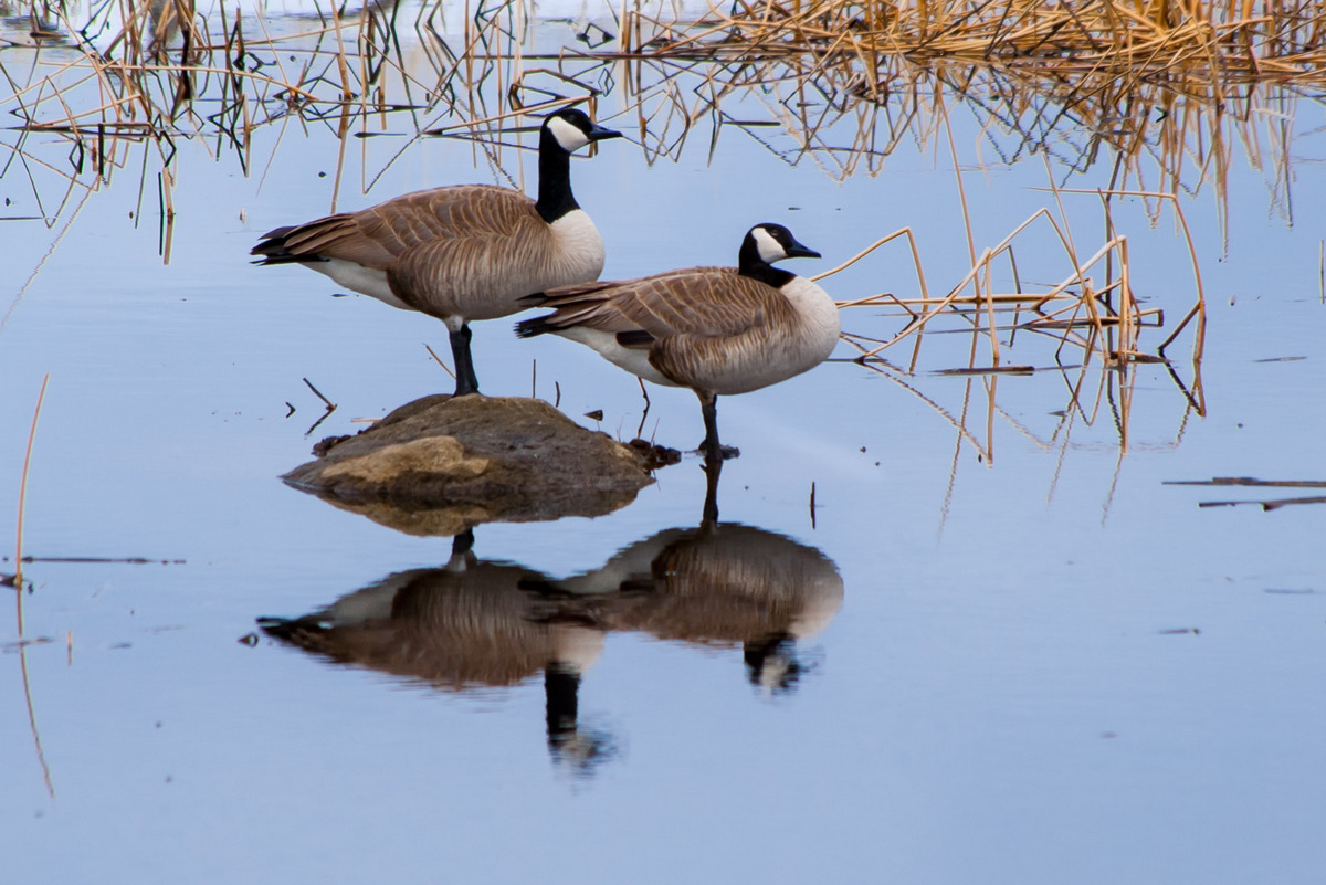 Posing Geese/Repost