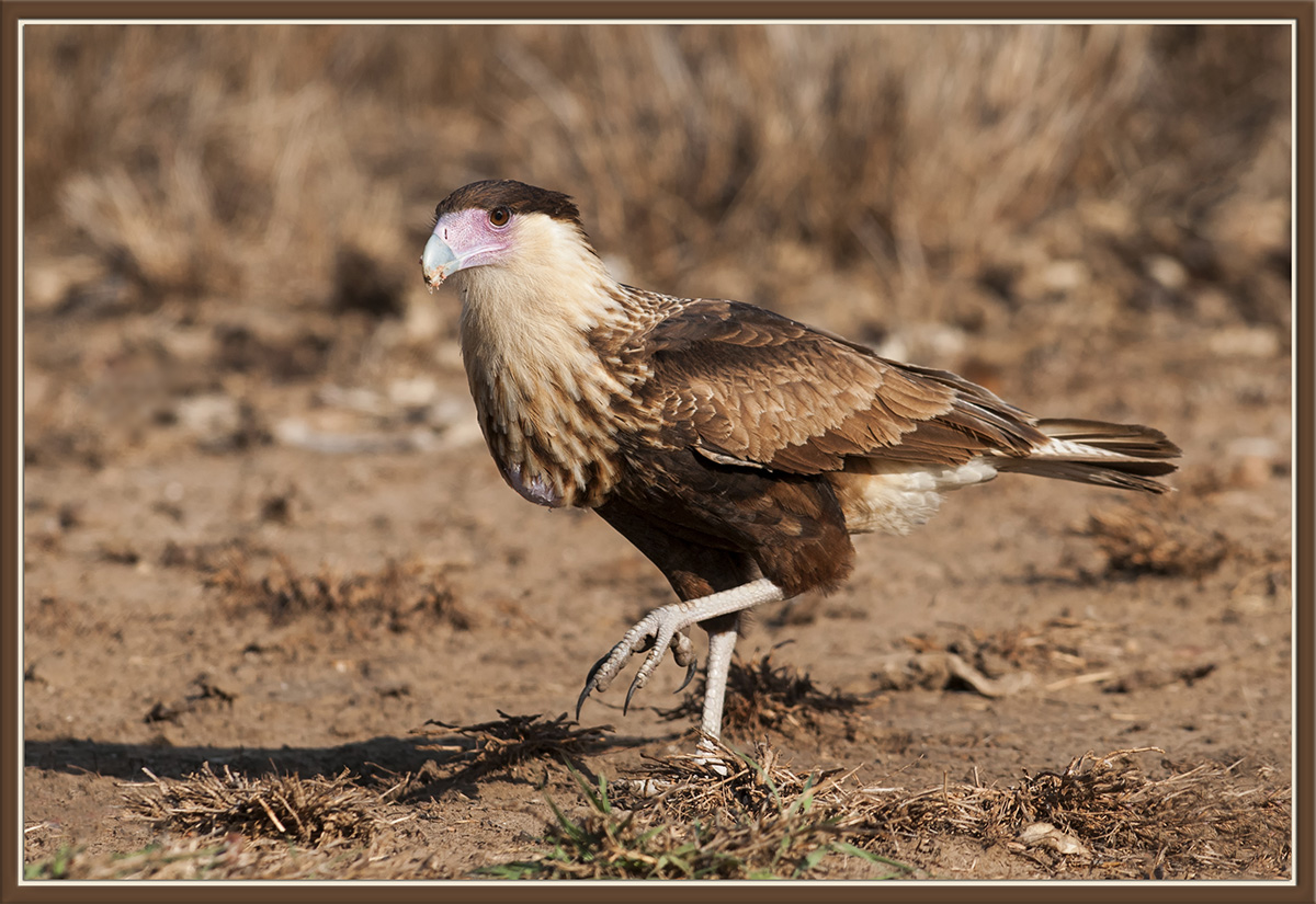 Crested Caracara