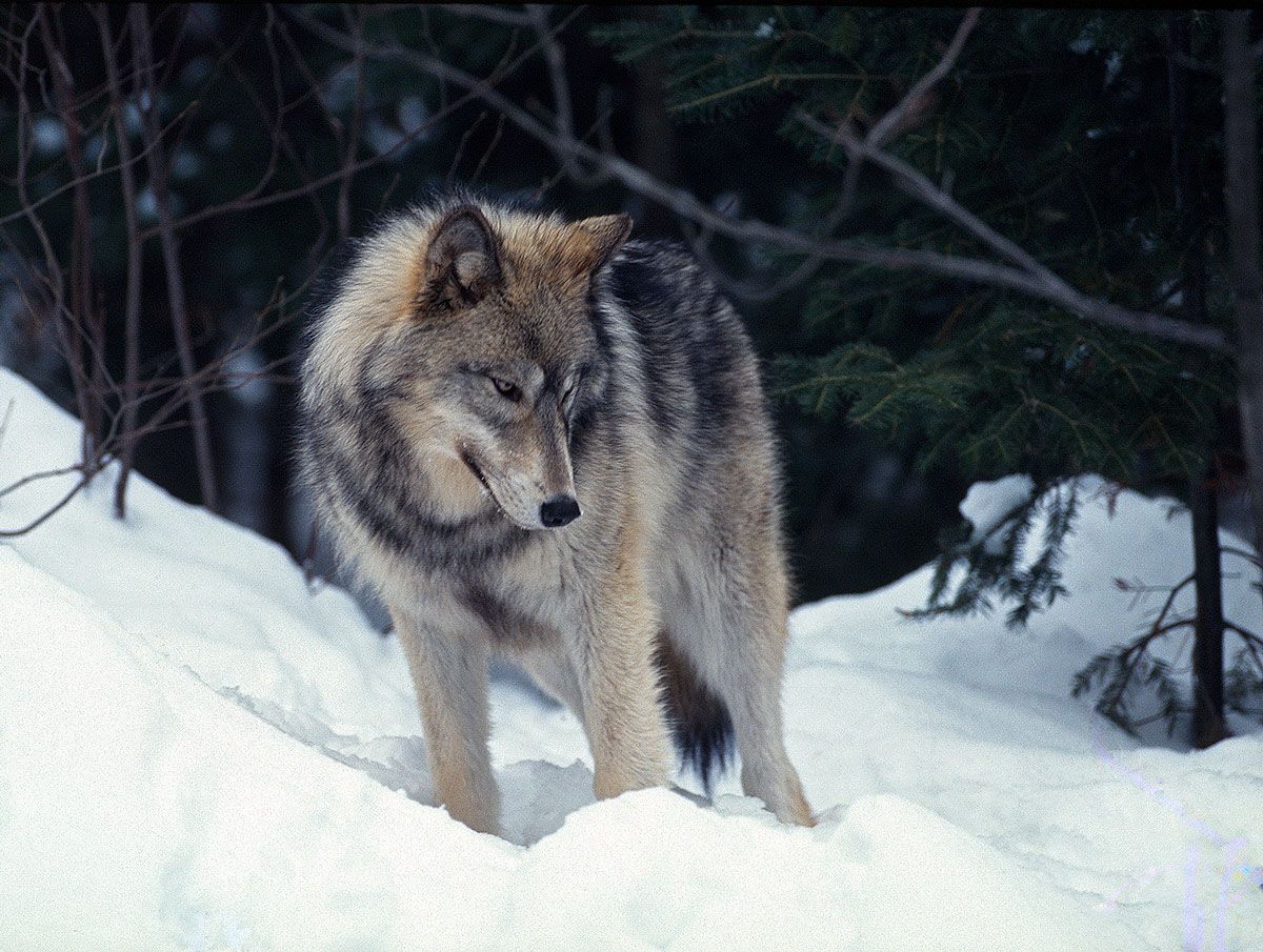 Grey Wolf