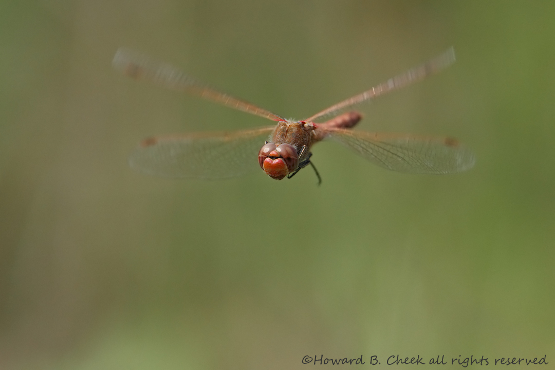 Lil' Red Helicopter