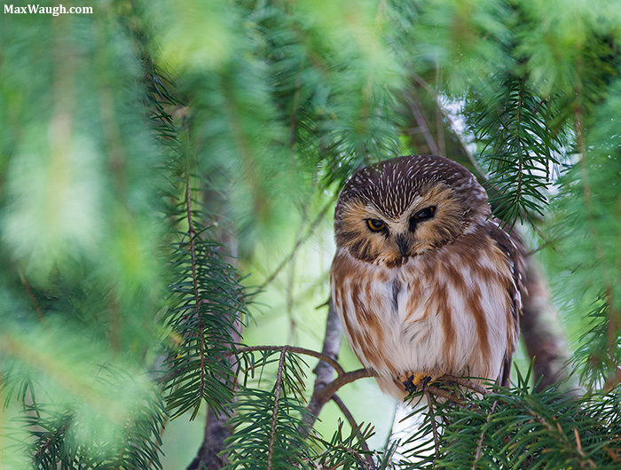 Northern Saw-Whet Owl