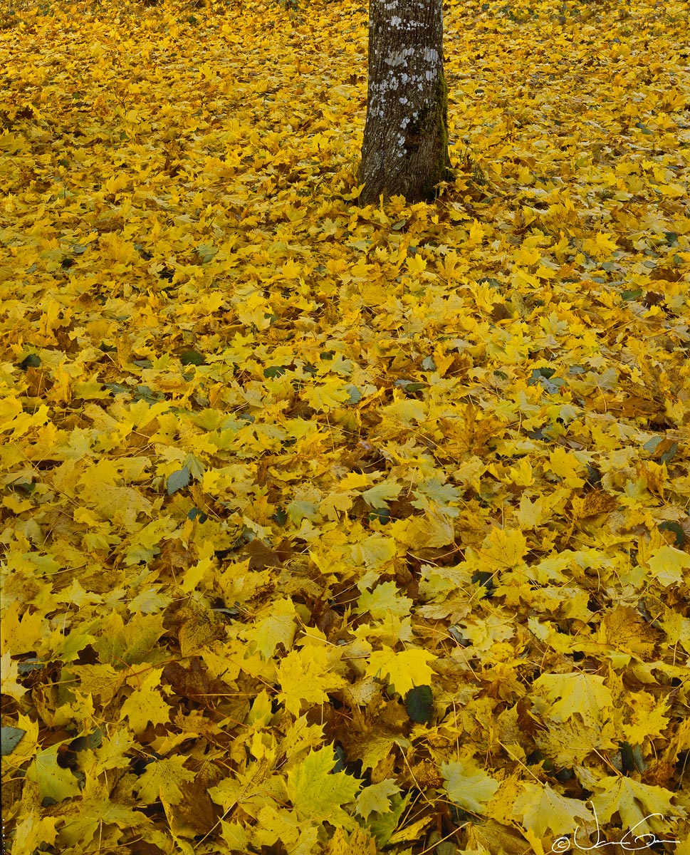 Fall's Gold / repost