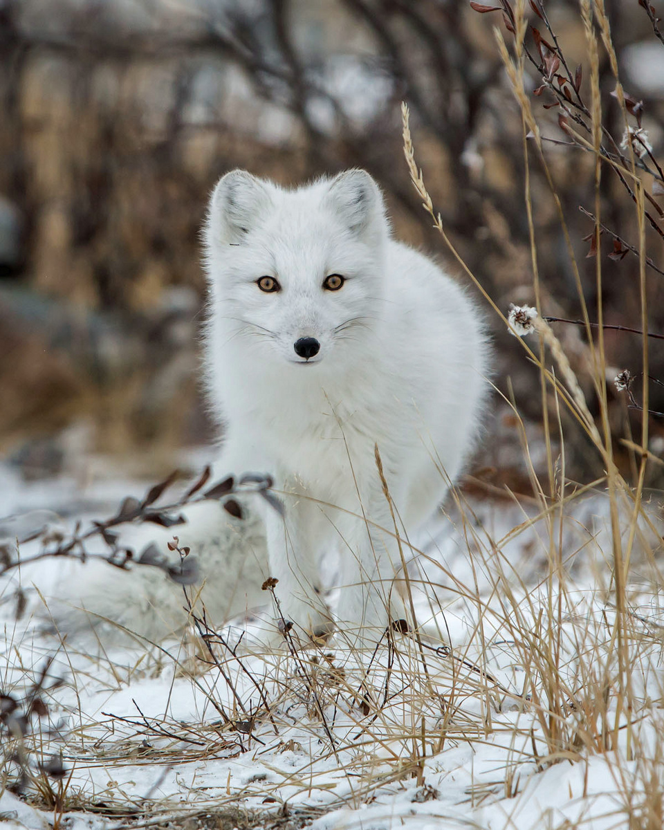 Artic Fox