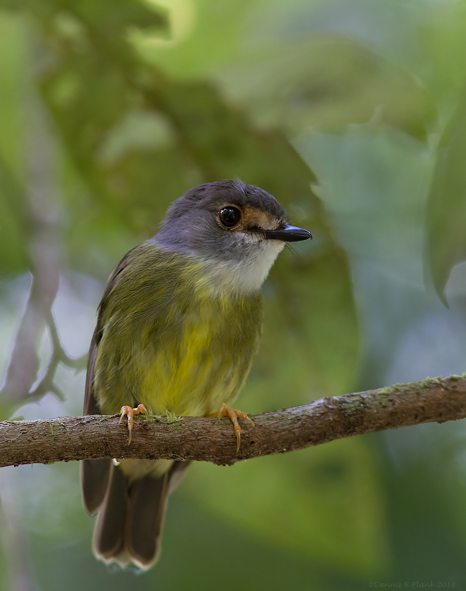 Pale Yellow Robin
