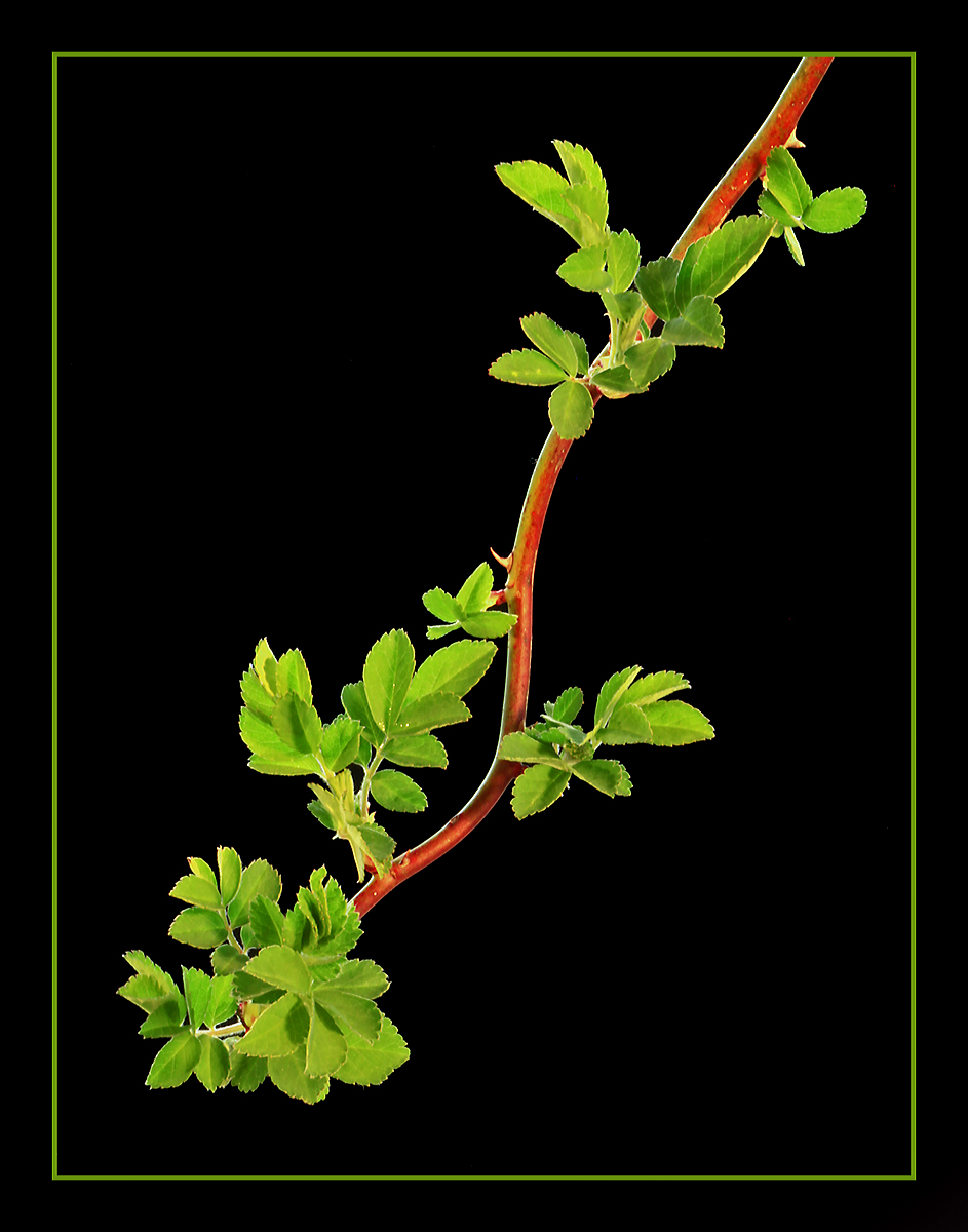 Wild rose branch