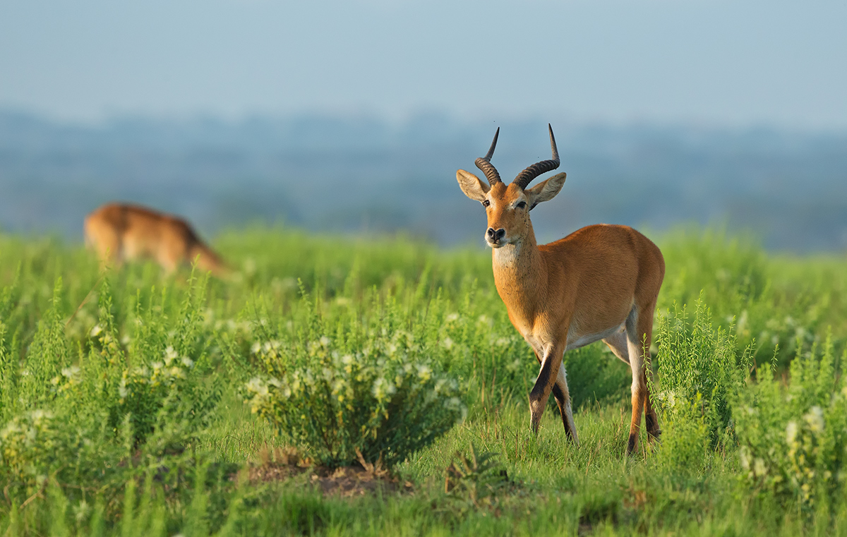 Uganda Kob