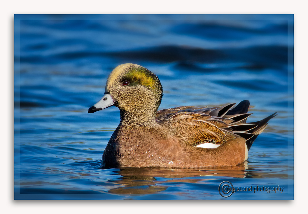 American Wigeon