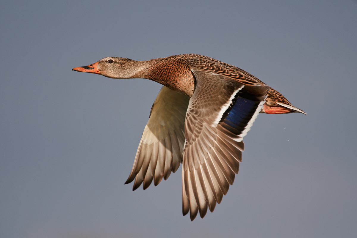 Mallard hen in flight