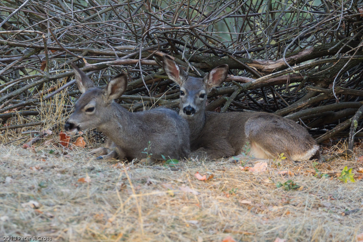 Siblings