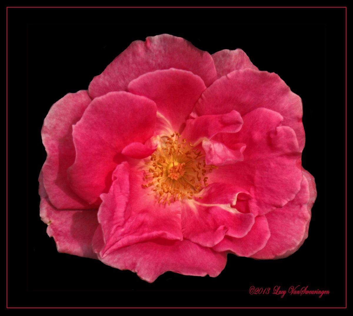 Pink Perfection &Re-Post