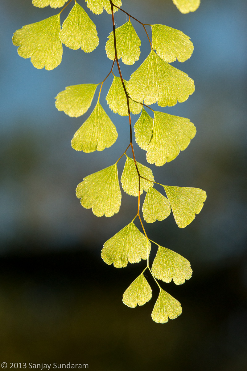 Southern Maidenhair Fern