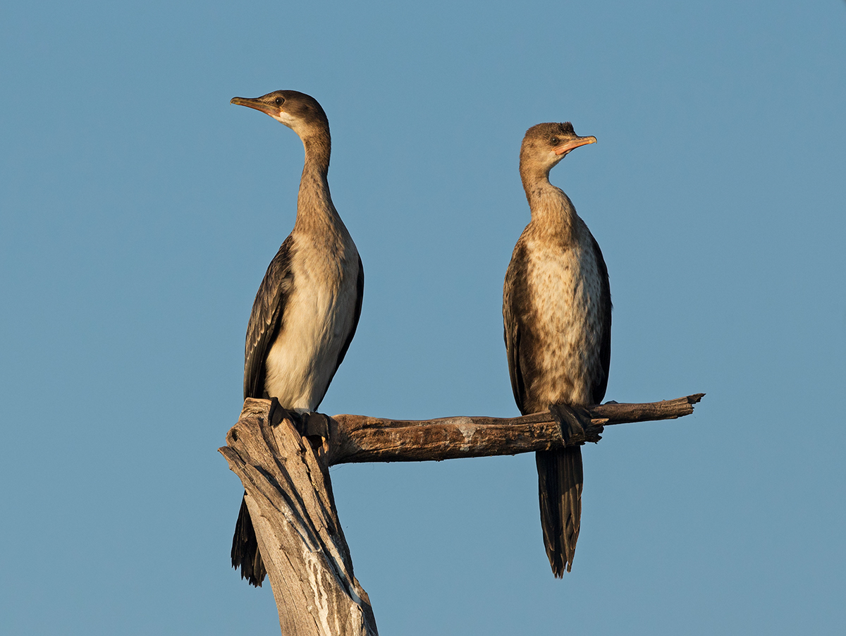 Reed Cormorants?