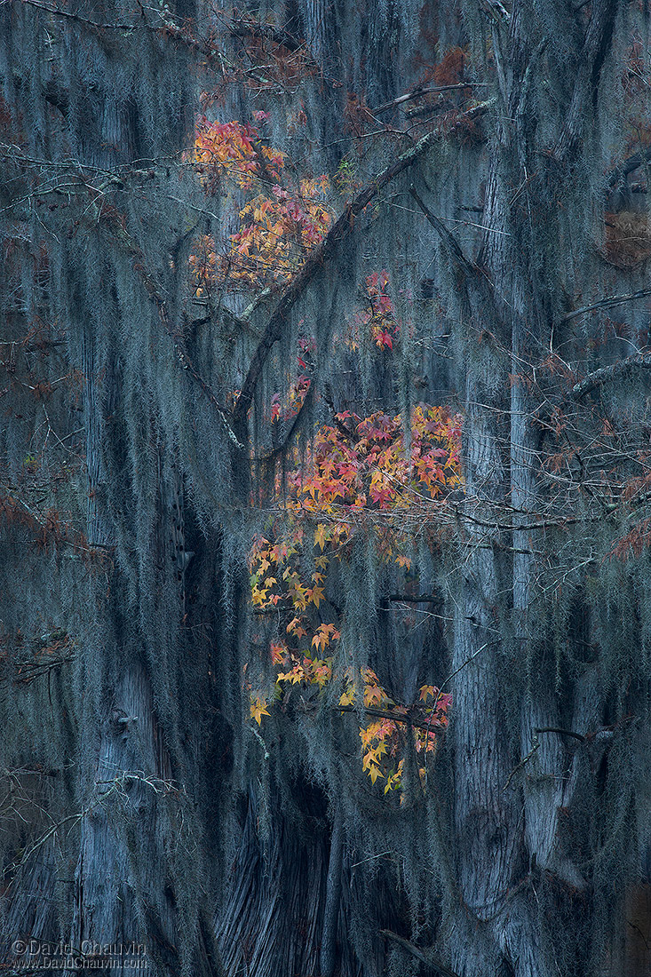 Landscape - 2nd HM
