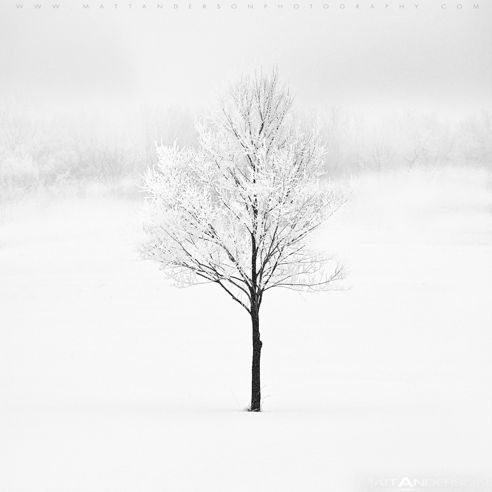 Winter Tree #9