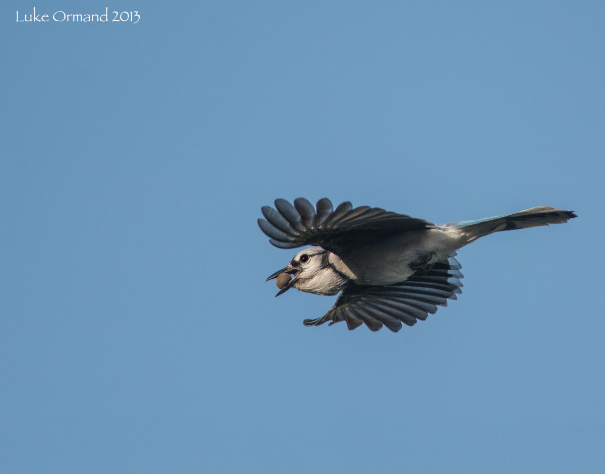 Soaring