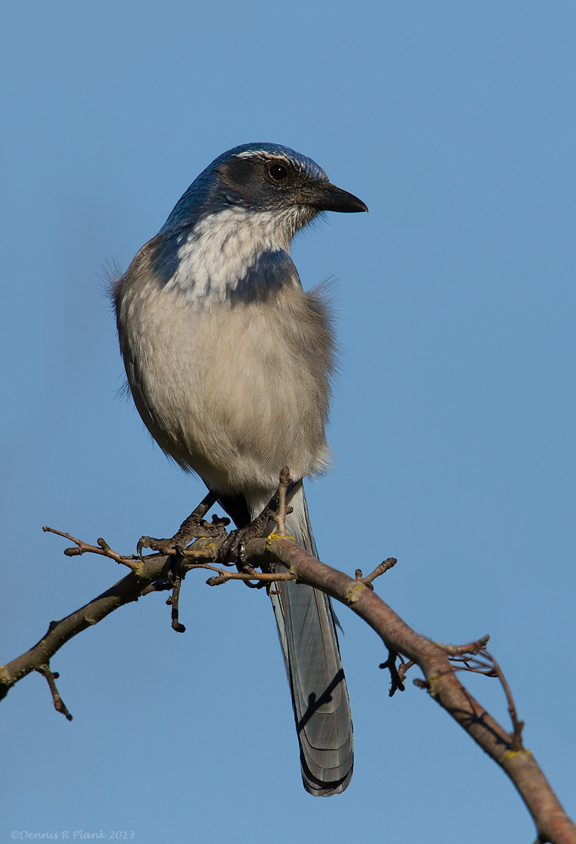 Scrub Jay