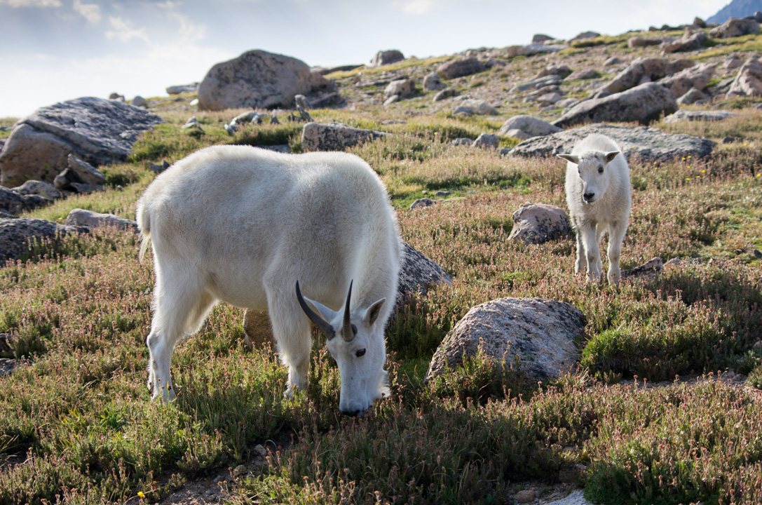 Mountain Goat and Kid