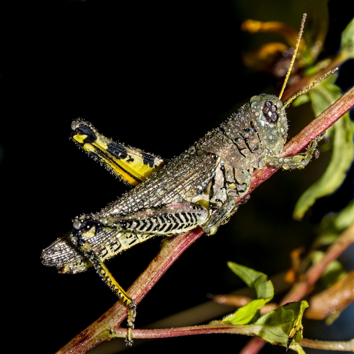 Dewdrop Grasshopper/Repost