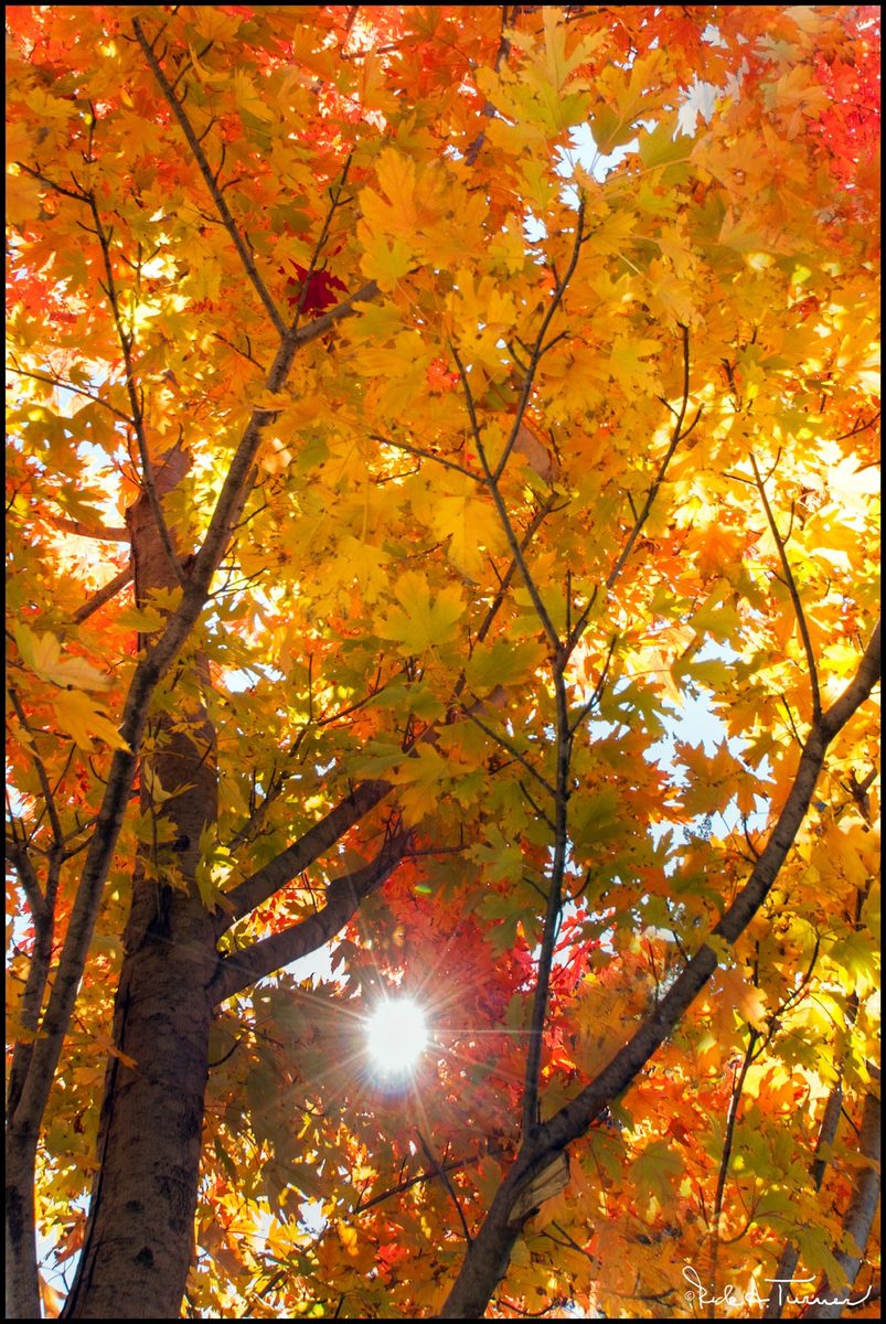 Fall on Turtle Creek