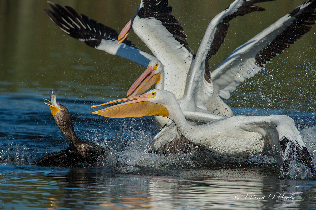 White Pelican Banditry