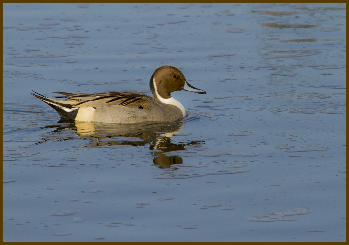 Northern Pintail