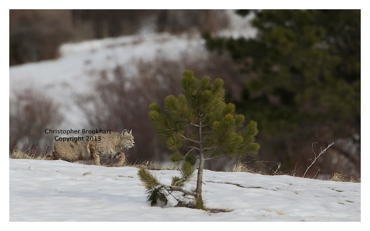 Bobcat on the Hunt