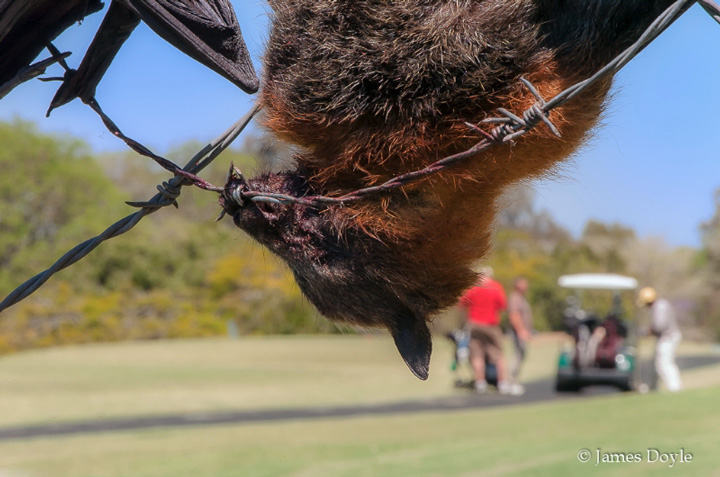 Grey-headed flying fox