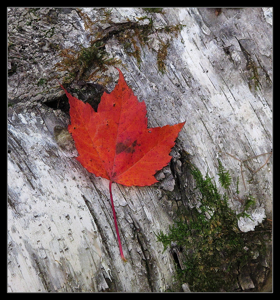 Birch and Maple
