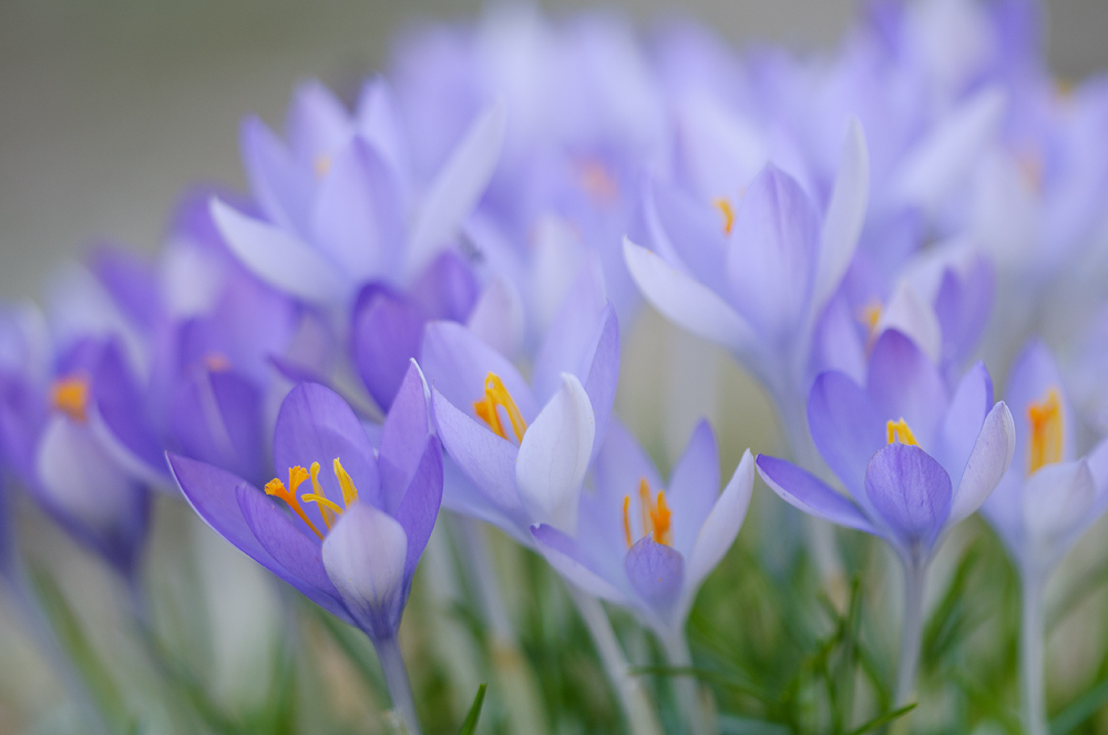   Sublime  Crocuses