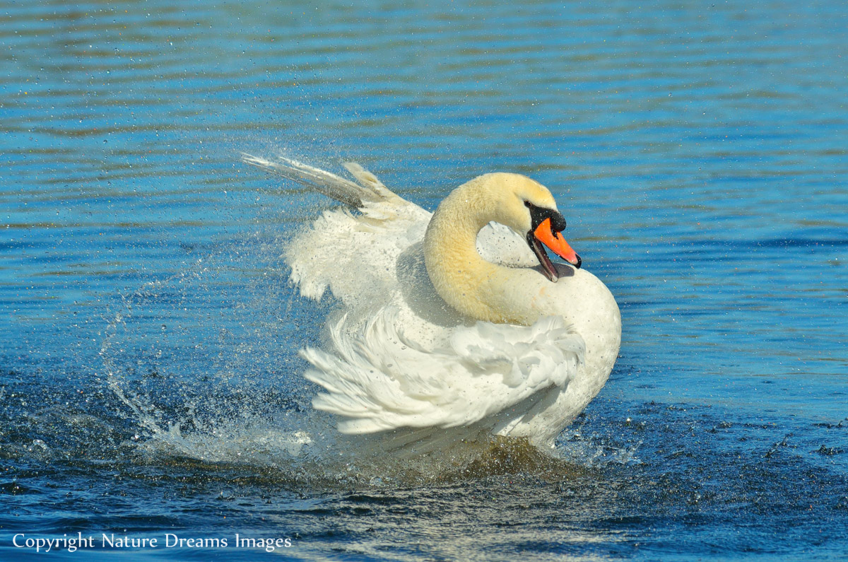 Mute Swan Play