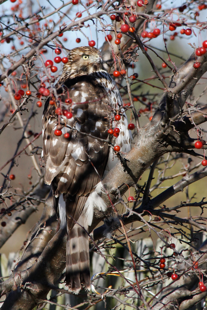 Coopers' Hawk