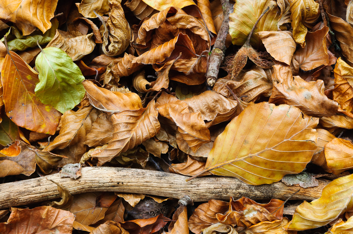 Leaves of Gold
