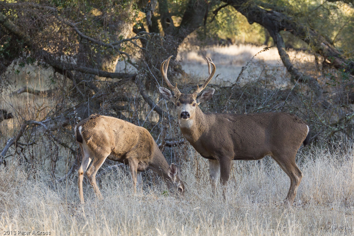 Tending His Doe
