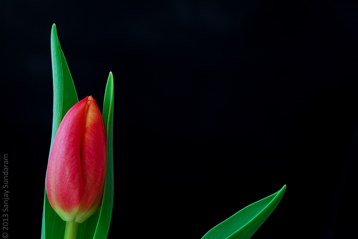 Tulip and Leaves