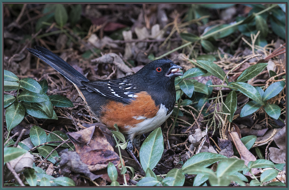 Spotted Towhee